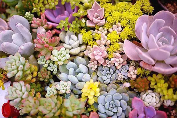 華亭鎮(zhèn)團委聯(lián)合上海滬工閥門廠開展微景觀綠植DIY活動（圖2）